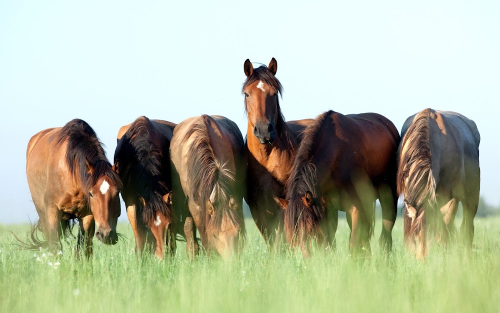 Burnt Lake Stables