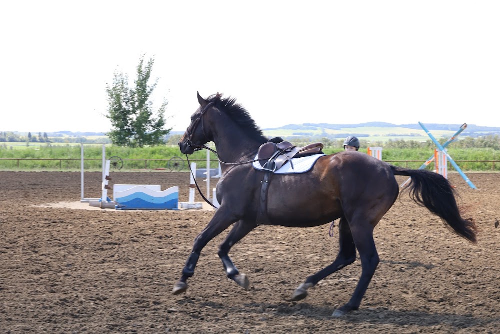 Willowdale Equine Centre